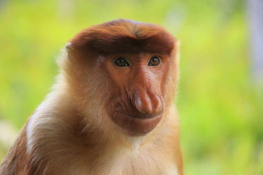 Portrait of Proboscis monkey, Borneo, Malaysia