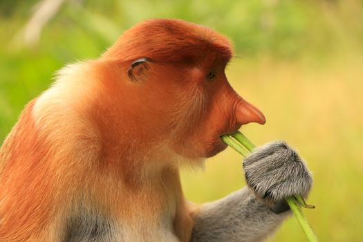 Portrait of Proboscis monkey eating, Borneo, Malaysia