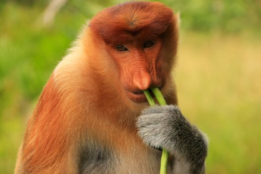 Portrait of Proboscis monkey eating, Borneo, Malaysia