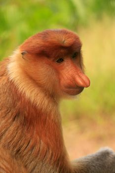 Portrait of Proboscis monkey, Borneo, Malaysia