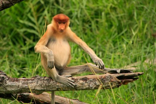Young Proboscis monkey sitting on a tree, Borneo, Malaysia