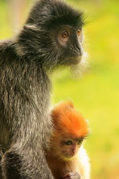 Silvered leaf monkey with a young baby, Sepilok, Borneo, Malaysia