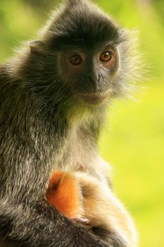 Silvered leaf monkey with a young baby, Sepilok, Borneo, Malaysia