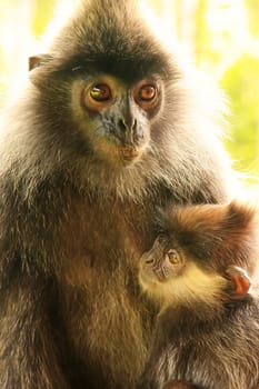 Silvered leaf monkey with a baby, Sepilok, Borneo, Malaysia