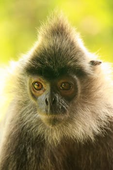 Portrait of Silvered leaf monkey, Sepilok, Borneo, Malaysia