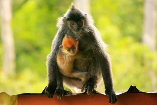 Silvered leaf monkey with a young baby, Sepilok, Borneo, Malaysia