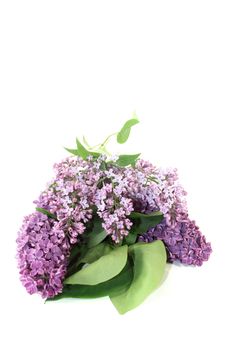 a bouquet of fresh purple lilac blossoms on a light background