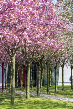 Some trees in a garden in Amsterdam