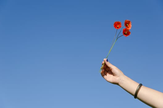 Woman hand with blue nails and bracelet hold three poppy flower blooms on background of blue sky.