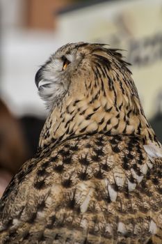 eagle owl, detail of head, lovely plumage