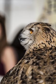 eagle owl, detail of head, lovely plumage
