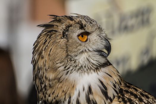 feather, eagle owl, detail of head, lovely plumage