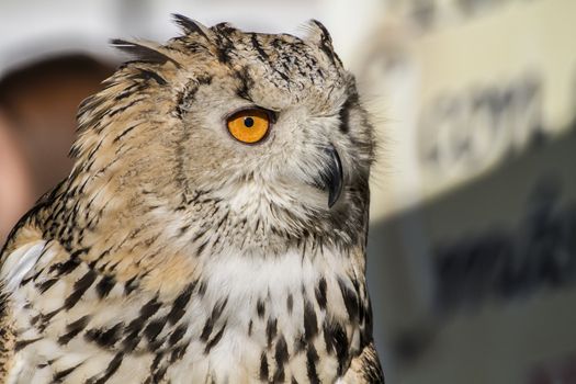 eagle owl, detail of head, lovely plumage