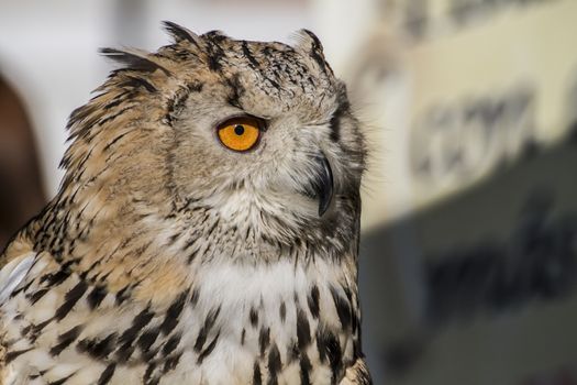 eagle owl, detail of head, lovely plumage