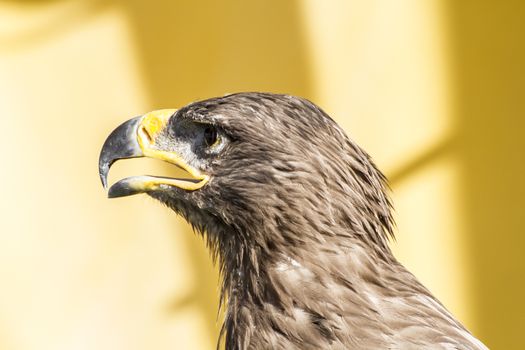 golden eagle, detail of head with large eyes, pointed beak