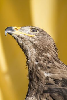 eye, golden eagle, detail of head with large eyes, pointed beak