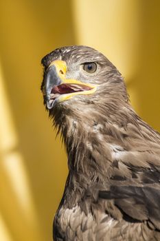 golden eagle, detail of head with large eyes, pointed beak