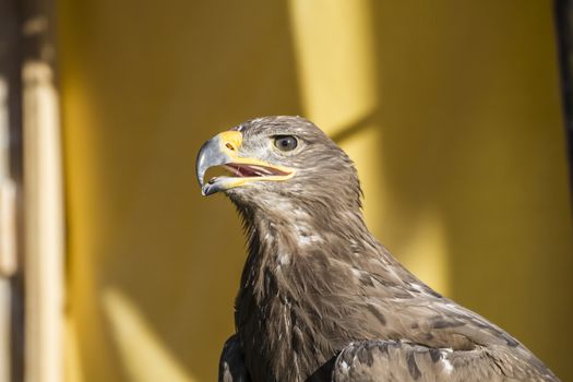 golden eagle, detail of head with large eyes, pointed beak