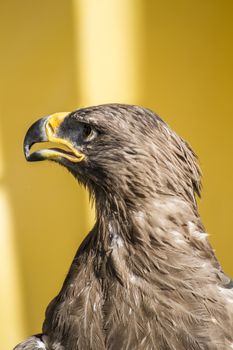 wild, golden eagle, detail of head with large eyes, pointed beak