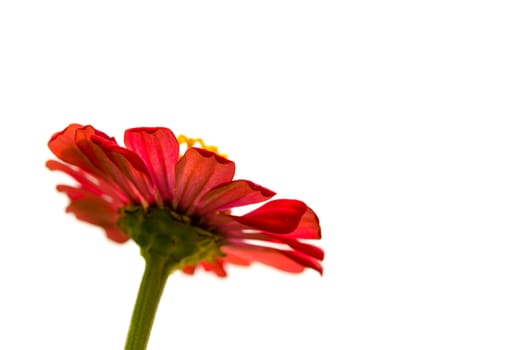 The Cosmos flower isolated on white background.