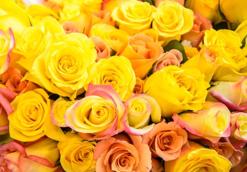 Yellow roses putting together many of flowers.