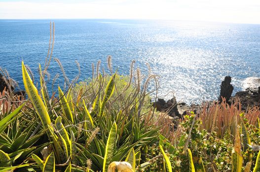 Succulent Green Plants near the Atlantic Ocean