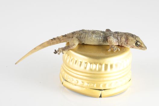 One Small Gecko Lizard and Bottle Cap on a White Background
