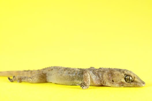 Small Gray Gecko Lizard on a Colored Background