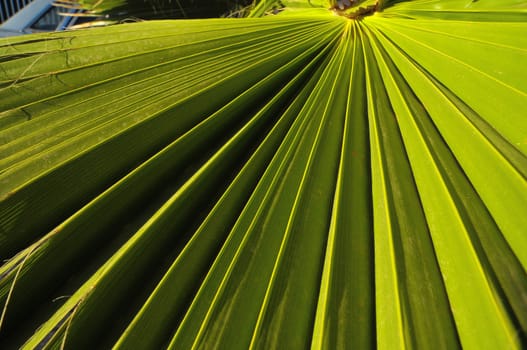 Lines and Textures of a Green Palm Leaf