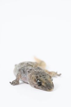 Small Gray Gecko Lizard on a White Background