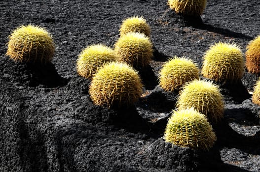 Round Succulent Plant Cactus Growing on an Asphalt Ground