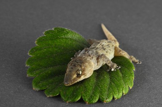 One Small Gecko Lizard and Green Leaf on a Colored Background