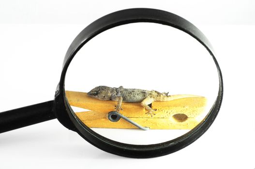 One Small Gecko Lizard and Loupe on a White Background