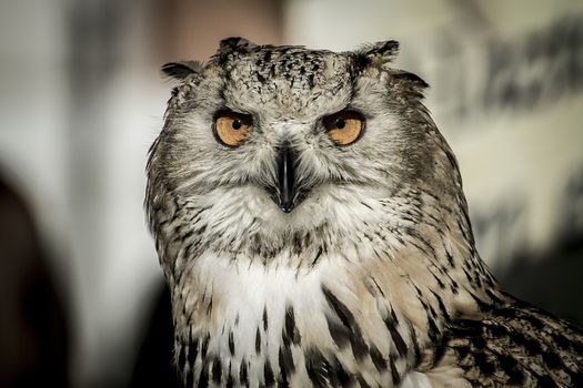 ecology, eagle owl, detail of head, lovely plumage