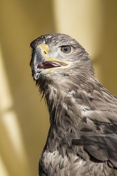 golden eagle, detail of head with large eyes, pointed beak