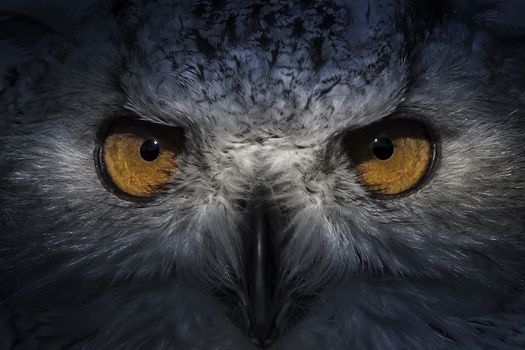 ecology, eagle owl, detail of head, lovely plumage