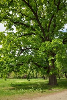 Big Oak Tree in Park with Early Spring Green Leaves