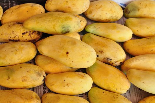 fresh mango fruit