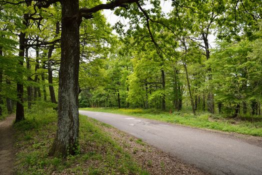 Road in Forest with Early spring Green Trees