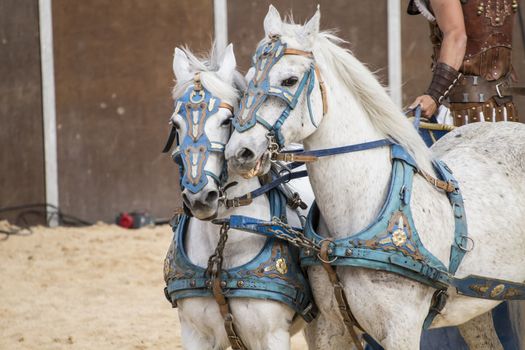 Roman chariot in a fight of gladiators, bloody circus