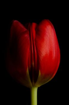 Red tulip detail isolated on black background