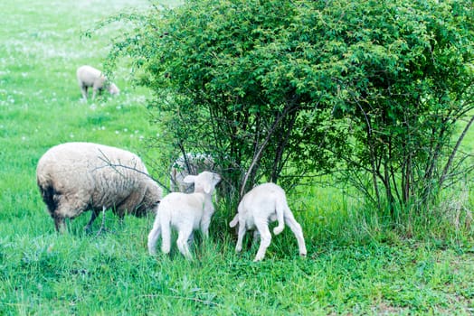 Cute sheep herd at green summer grazing from a shrub