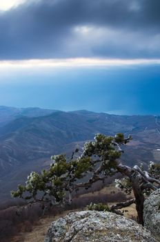 mountain pine in the background is Demerdji in the Crimea