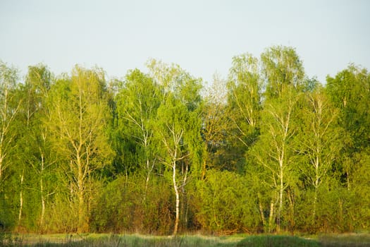 Beautiful nature at evening in the misty spring forest. Birchwood