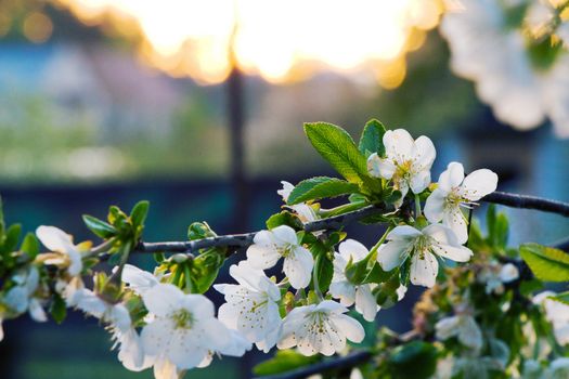 Photo of beautiful cherry blossom, abstract natural background, fine art, spring time season, apple blooming in evening, floral wallpaper, little white flowers on tree branch