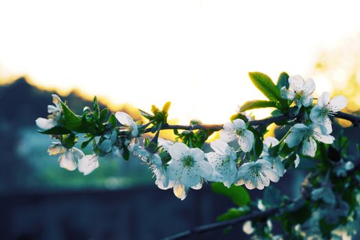 Photo of beautiful cherry blossom, abstract natural background, fine art, spring time season, apple blooming in evening, floral wallpaper, little white flowers on tree branch