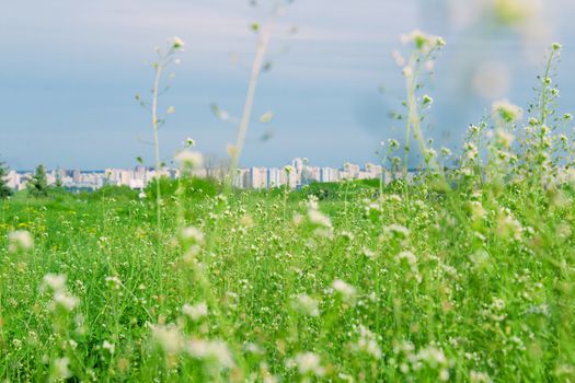 Colorful field and city with white wild flowers