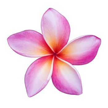 Frangipani flower