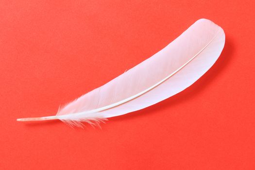 White feather on red paper