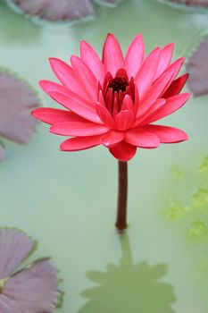 Pink lotus flower